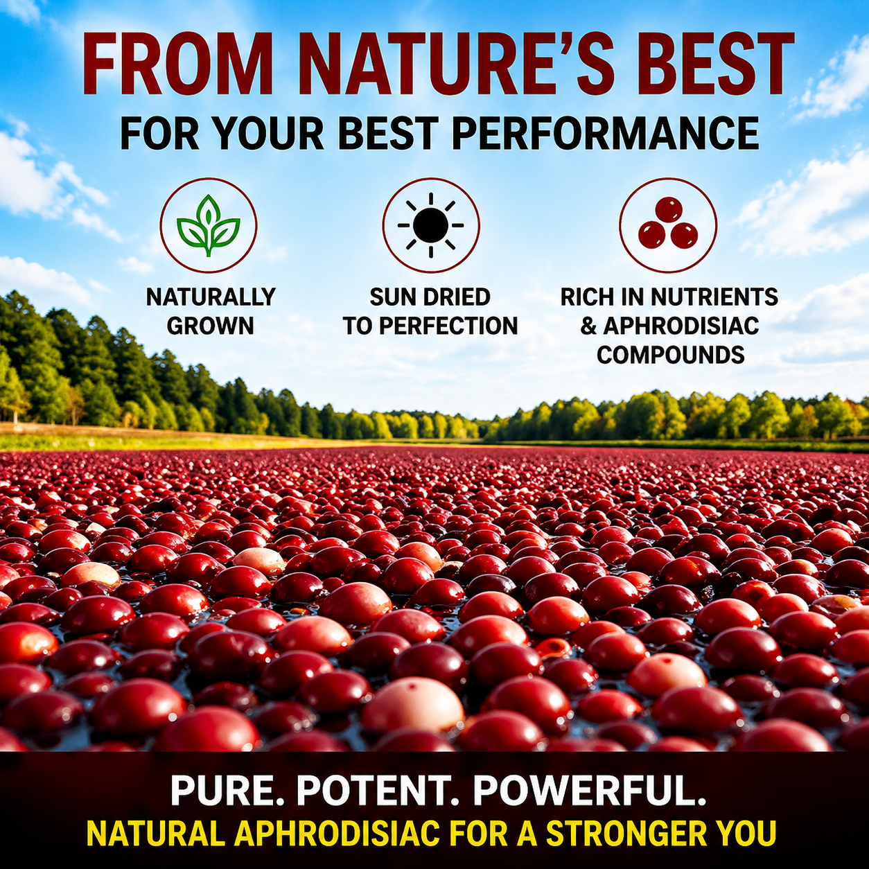 DRIED CRANBERRIES — IGNITE DESIRE. OWN THE NIGHT-ZRT