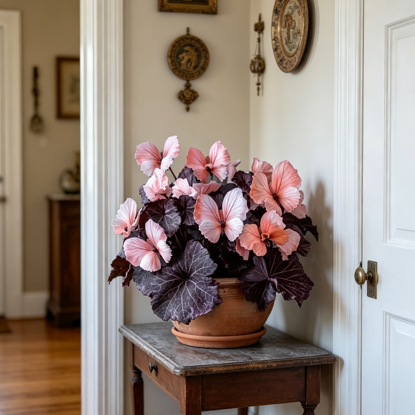 Butterfly Begonia Seeds, Rare Mixed Color Foliage Plant-XXS
