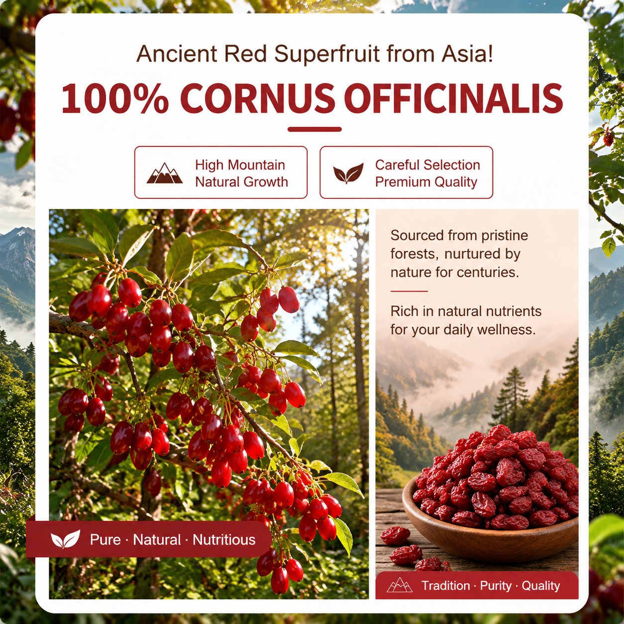 Ancient Red Superfruit ✨ Cornus Officinalis – Your Daily Ritual for Energy, Vitality & Wellness.-OKL