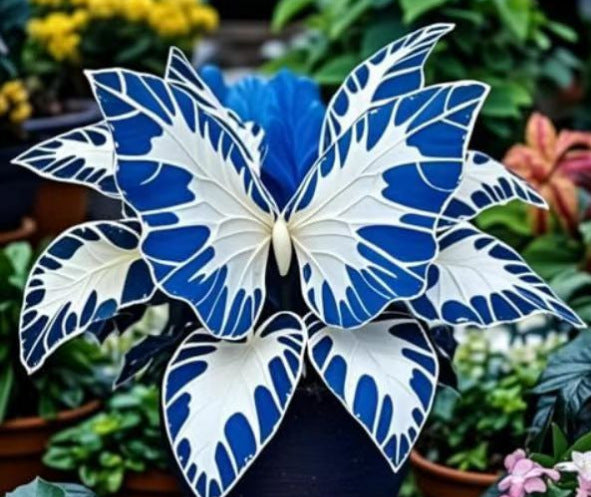 Butterfly Begonia Seeds, Rare Mixed Color Foliage Plant-XXS