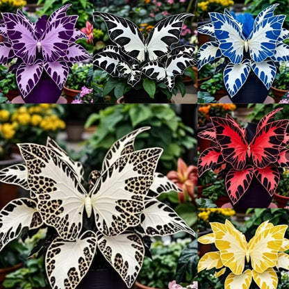 Butterfly Begonia Seeds, Rare Mixed Color Foliage Plant-XXS
